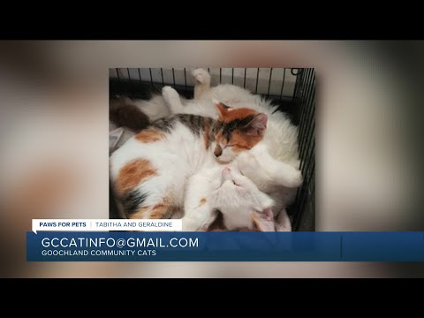 Paws for Pets: Tabitha and Geraldine, enjoy the company of other cats and dogs! - YouTube