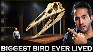 The Biggest Flying Monster to Ever Live | How did it DIE?
