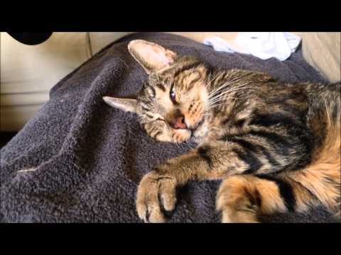 Funny - Cat shakes while sleeping/dreaming