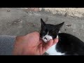 Tux Cat Lost Her One Eye In A Cat Fight She Purrs Like An Angel When I Pet Her