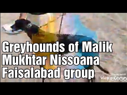 Greyhounds of Malik Mukhtar Nissoaana Faisalabad group