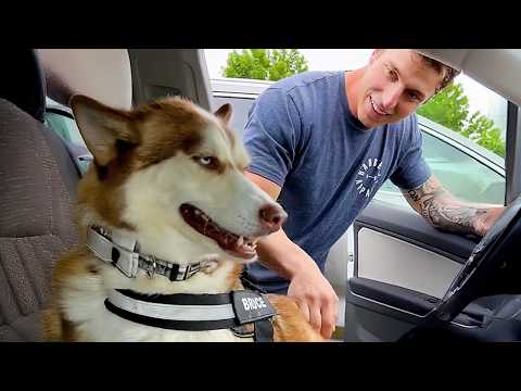 99.9% ne peuvent pas supporter le drame de ces huskies 🤣