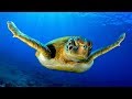 Ray Conniff - El Mar (Beyond The Sea) - Instrumental