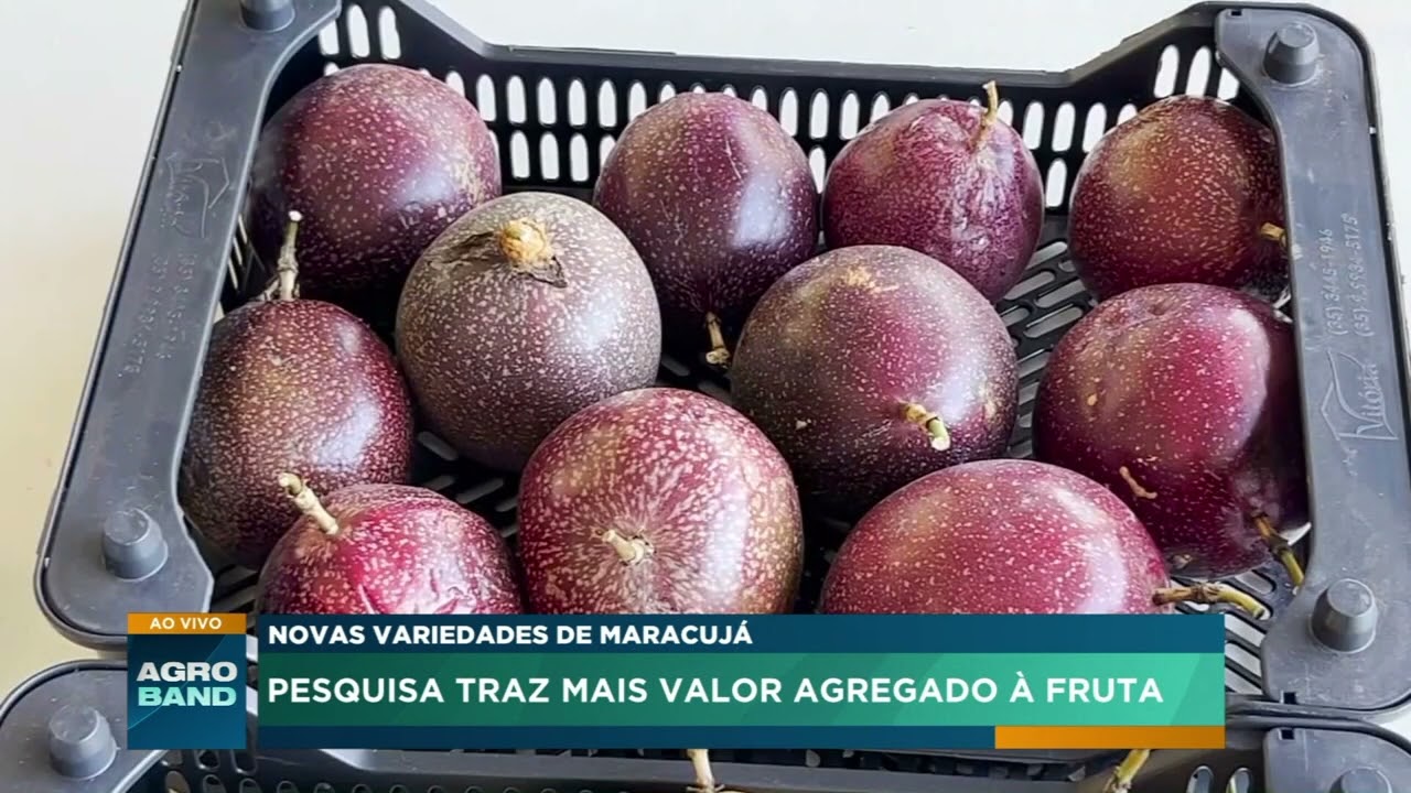 Pesquisa desenvolve novas variedades de maracujá para aumentar produtividade