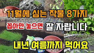 11월에 심는 텃밭작물8가지 심는법 재배방법 꼽아만 놓으면 폭풍성장 잘 자랍니다 내년 여름까지 먹고 후회없어…