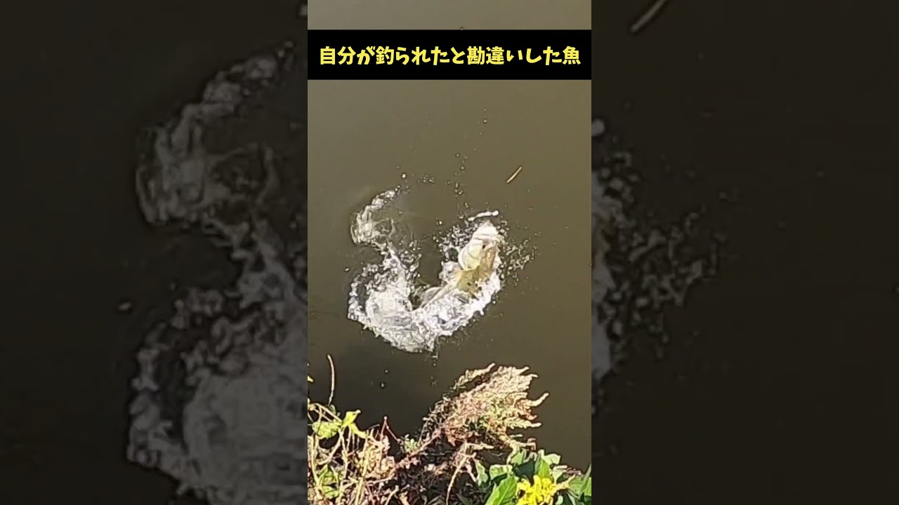 自分が釣られたと勘違いした魚 #釣り #五三川 #ゆっくり
