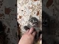 Kitten Belly Tickle Shorts