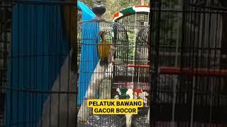 Download lagu PELATUK BAWANG 3JARI DAN 4 JARI mp3 Download lagu PELATUK BAWANG 3JARI DAN 4 JARI mp3