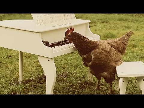 Igorrr - My Chicken's Symphony