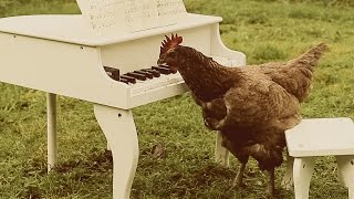 Igorrr - My Chicken's Symphony