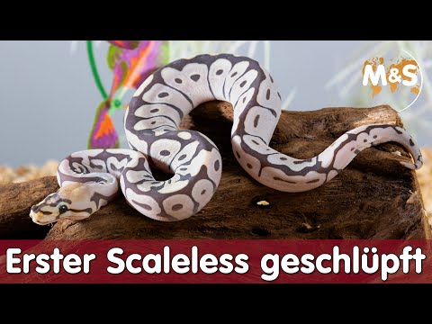 Scaleless, Black Champagne, uvm. | Zuchtraum UPDATE 2021 | Reptil TV