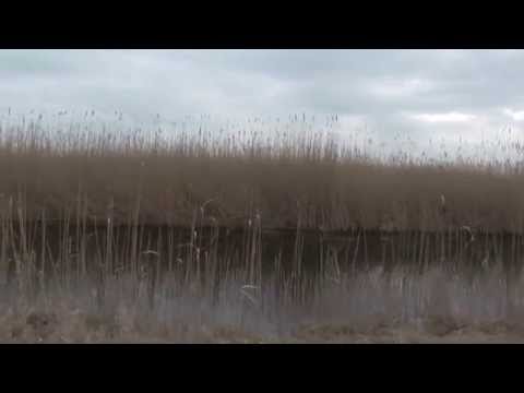 Purbach am Neusiedlersee Video