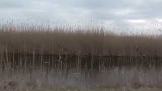 preview picture of video 'Purbach am Neusiedlersee'