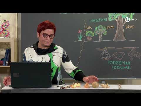 Domaća zadaća za 6. razred: Biologija - Izdanak