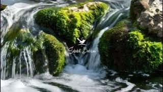 Download lagu AMPUH ❗ Suara air sungai untuk terapi burung stress - Relaksasi Burung - Terapi burung macet mp3