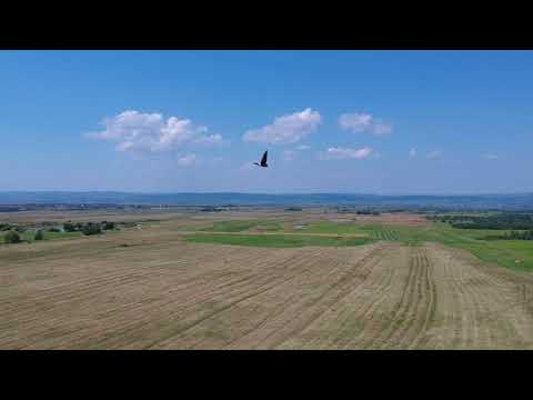 Arpașu de Sus [#11]