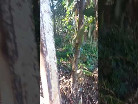 PRAIA SÃO MARQUINHOS VARGEM DOS PATOS ALTINÓPOLIS-SP