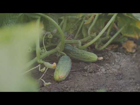 Organic Pest & Disease Management for Cucumbers: Keep Your Plants Healthy!