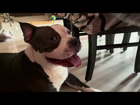 Hmara Pitbul Sethji 🐻‍❄️🐻‍❄️