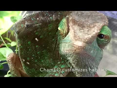 ChamEO: Rescues and Adoptions.