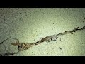 Pavement Ants Busting Through the Pavement in Hightstown, NJ