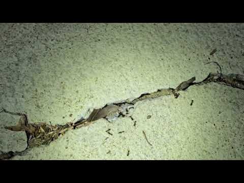 Pavement Ants Busting Through the Pavement in Hightstown, NJ