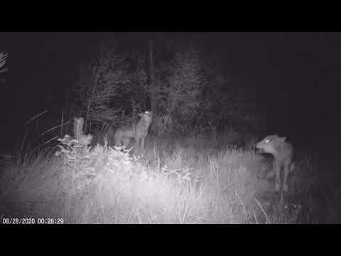 Wilki w nadleśnictwie Chocianów