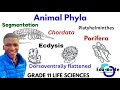 Animla Phyla Biodiversity Of Animals Grade 11 Life Sciences