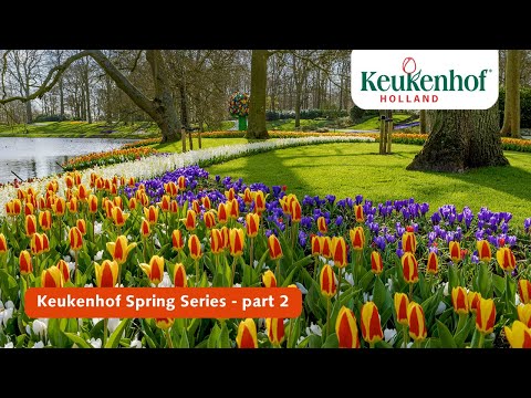 Keukenhof Spring Series part 2 | Keukenhof 2021 🌷