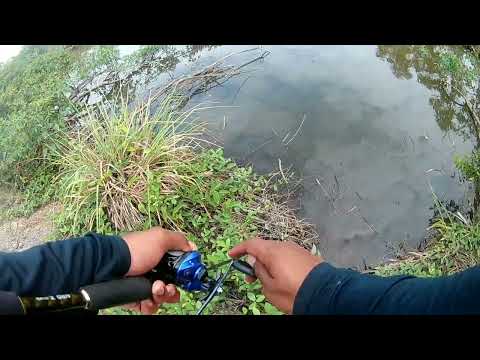 Pescaria de Tucunaré com a isca Yara Top Minnow