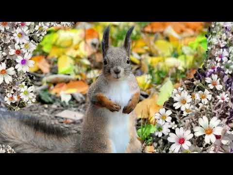 Oiva Oravan metsäretki, unitarina lapsille