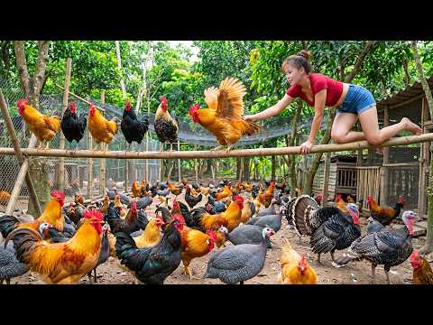 Increíble Cosecha Masiva de 10,000+ Gallinas Ponedoras para Vender en el Campo