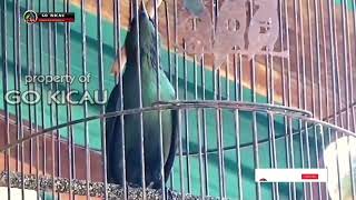 Download lagu SEREM ‼️ CUCAK KELING GACOR FULL ISIAN PELATUK SAMPIT & CILILIN mp3 Download lagu SEREM ‼️ CUCAK KELING GACOR FULL ISIAN PELATUK SAMPIT & CILILIN mp3