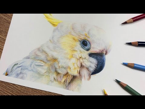 How To Draw a Bird using Coloured Pencil | Feather Tutorial