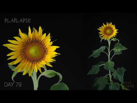 Growing Sunflower Time Lapse - Seed To Flower In 83 Days(15 minute version)