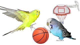 Matching Parrots - Part 1-  Companion For Your Pet