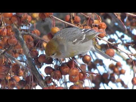 Pine Grosbeak enjoying crabapples up close and personal - Gardiner-Maine-Dec 19 2020 - MVI 4746