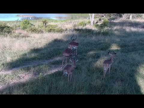 Djuma: Impalas with two sparring - 16:34 - 03/31/2022