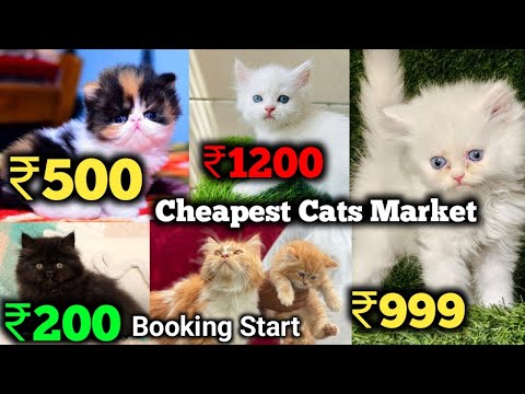 Wholesale Rate Persian Kittens Available For Sale | Cash on Delivery | All colours | White n Black