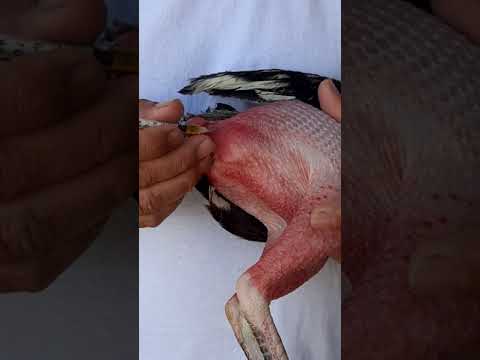 como vacunar un gallo fino de la manera correcta