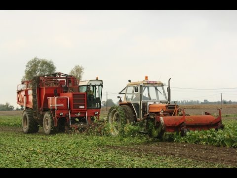 Landb. Luyssen - Alveringem - Fiat 1000 Super DT - Beet Master 2000