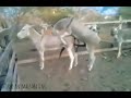 Funny Animals Fail