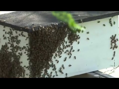 Swarm of killer bees is spreading across the country