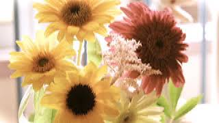 Paul Weller - Sunflower