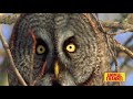 Most Epic Eagles Attack Compilation Eagle Vs Goat ️ Nguồn Animal Channel