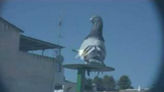 Buchón Jiennense 11º EL PAUSADO