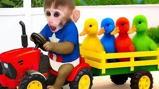 El pequeño mono cuida a sus patitos y se encuentra con una lluvia de palomitas de maíz de arcoíris