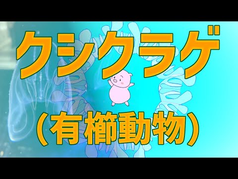 Nuvola アプリの教育言語.svg