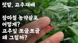 장마철 농약살포는 어떻게? 고추잎이 쪼글쪼글한 이유?