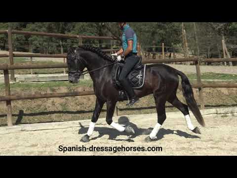 Quality PRE young stallion for dressage